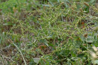 <i>Rumex pulcher subsp. pulcher</i>