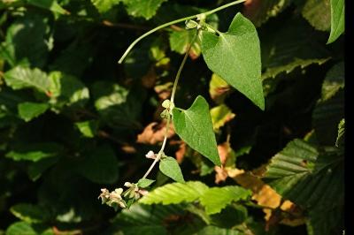 <i>Fallopia convolvulus</i>