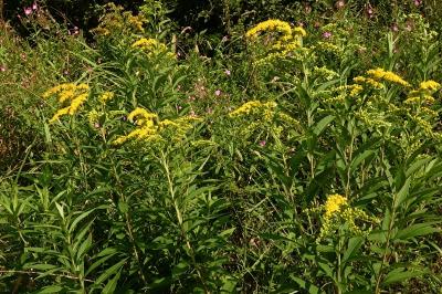 <i>Solidago gigantea</i>