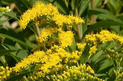 <i>Solidago gigantea</i>