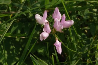 <i>Coronilla varia</i>