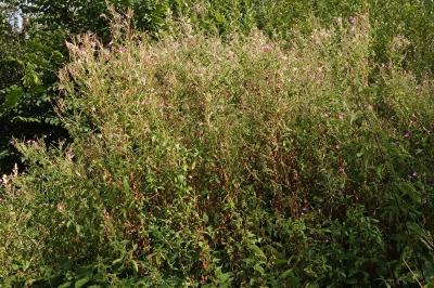 <i>Epilobium hirsutum</i>