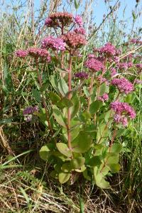 <i>Hylotelephium telephium</i>