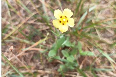 <i>Tuberaria guttata</i>