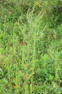 <i>Ambrosia artemisiifolia</i>