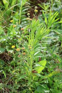 <i>Pulicaria vulgaris</i>