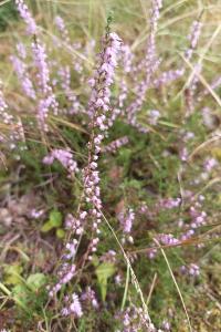 <i>Calluna vulgaris</i>