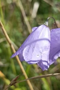 <i>Campanula rotundifolia</i>