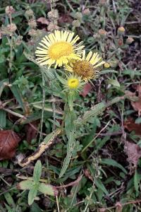 <i>Inula britannica</i>