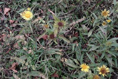 <i>Inula britannica</i>