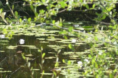 <i>Nymphaea alba</i>