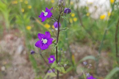 <i>Legousia speculum-veneris</i>