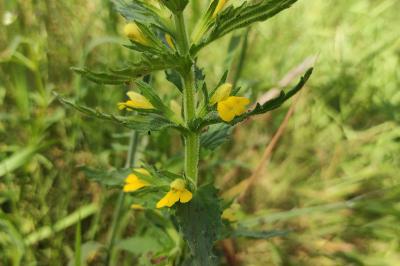 <i>Bellardia viscosa</i>