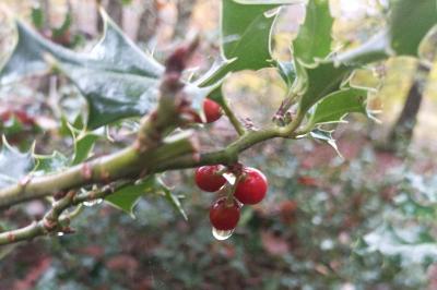 Ilex aquifolium