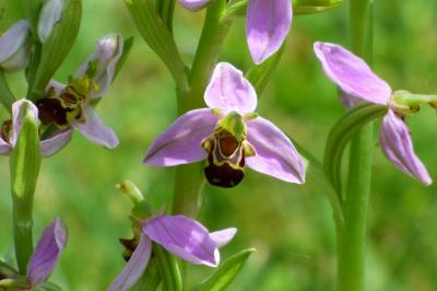 <i>Ophrys apifera</i>