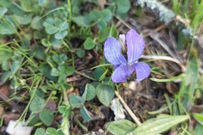 Viola reichenbachiana
