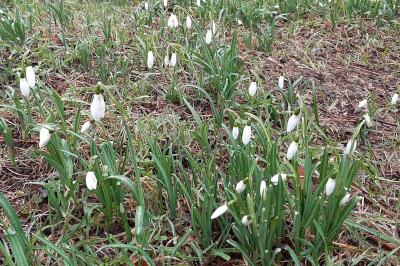 <i>Galanthus nivalis</i>