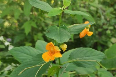 <i>Impatiens capensis</i>