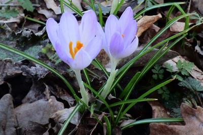 <i>Crocus vernus</i>