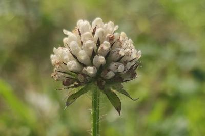 <i>Dipsacus pilosus</i>