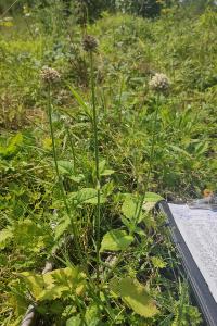 <i>Dipsacus pilosus</i>