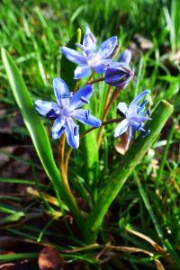 <i>Scilla bifolia</i>