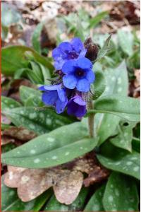 <i>Pulmonaria longifolia</i>
