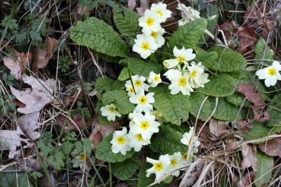 <i>Primula vulgaris</i>