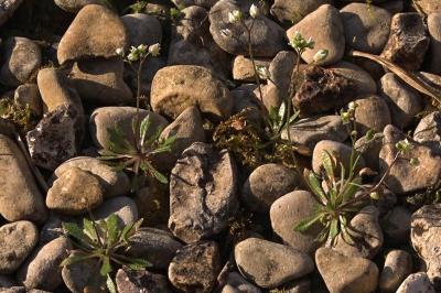 <i>Draba verna</i>