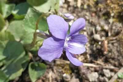 Viola riviniana