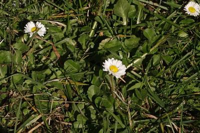 <i>Bellis perennis</i>