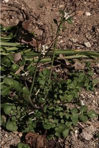 <i>Cardamine hirsuta</i>