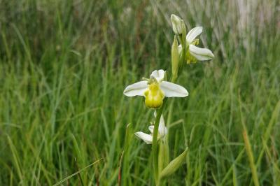 <i>Ophrys apifera</i>