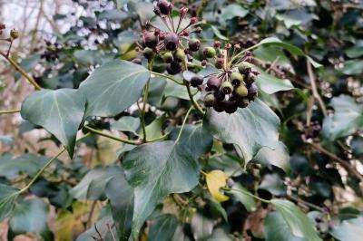 Hedera helix