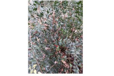 <i>Ruscus aculeatus</i>