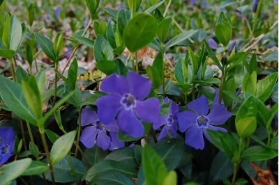 <i>Vinca minor</i>