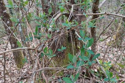 <i>Lonicera periclymenum</i>