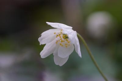 <i>Anemone nemorosa</i>