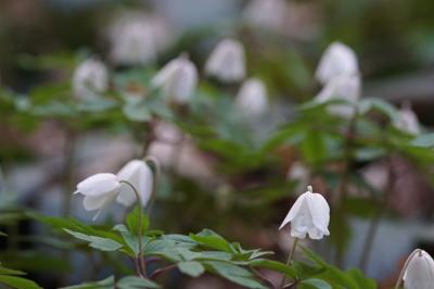 <i>Anemone nemorosa</i>