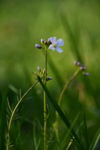<i>Cardamine pratensis</i>