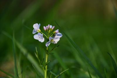<i>Cardamine pratensis</i>