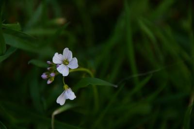 <i>Cardamine pratensis</i>