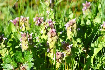 <i>Lamium purpureum</i>