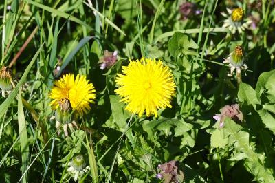 <i>Taraxacum</i>