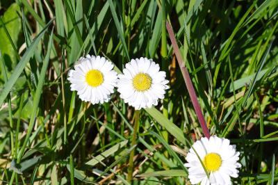 <i>Bellis perennis</i>