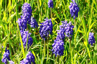 <i>Muscari armeniacum</i>