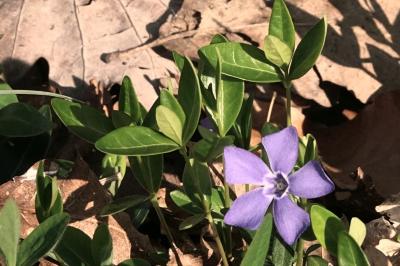 <i>Vinca minor</i>