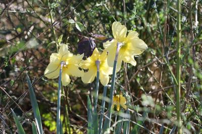 <i>Narcissus pseudonarcissus</i>