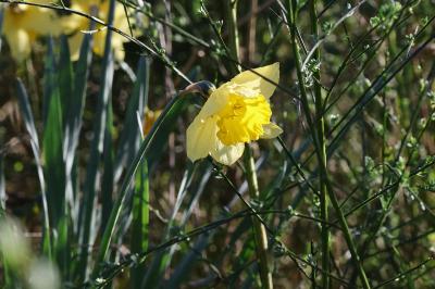 <i>Narcissus pseudonarcissus</i>