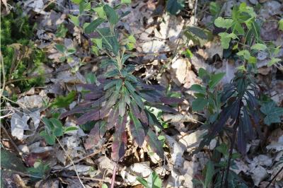 <i>Euphorbia amygdaloides</i>